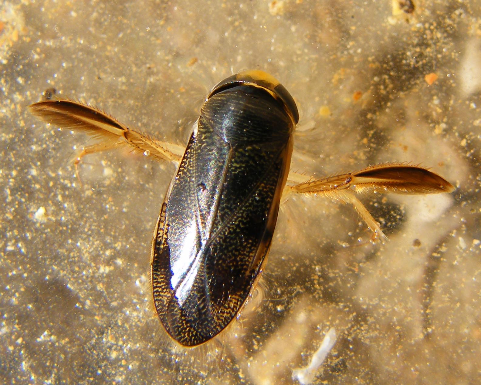 Sigara italica ?